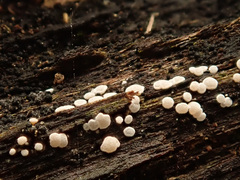 Polydesmia pruinosa