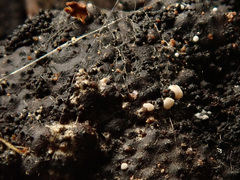 Polydesmia pruinosa