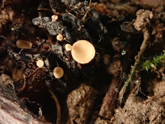 Ciboria viridifusca
