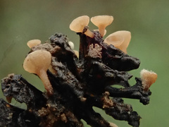 Ciboria viridifusca