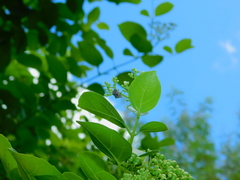 Brachycerocoris petrii