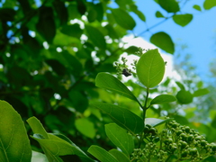 Brachycerocoris petrii