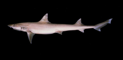 Arabian Smooth-Hound (Mustelus mosis) · iNaturalist