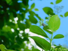 Brachycerocoris petrii