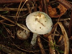 Stropharia pseudocyanea