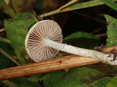 Stropharia pseudocyanea