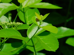 Brachycerocoris petrii