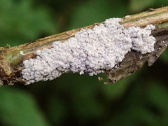 Physarum diderma