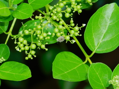 Brachycerocoris petrii