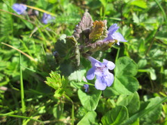 Glechoma hederacea