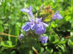 Glechoma hederacea