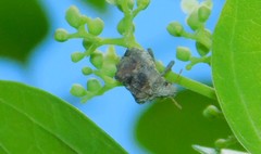 Brachycerocoris petrii