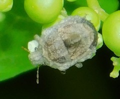 Brachycerocoris petrii