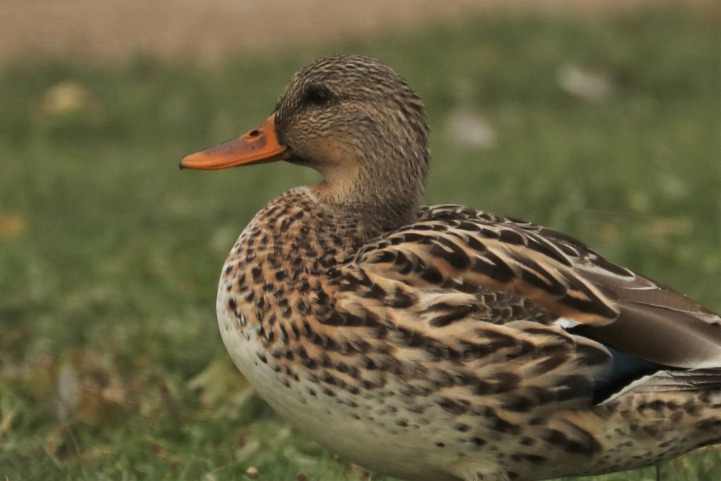 Brewer's Duck from Redmond, OR 97756, USA on October 5, 2021 at 05:11 ...