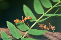 Oecophylla smaragdina