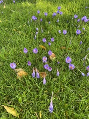 Crocus