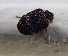 Anthrenus fuscus