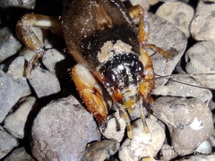 Gryllotalpidae