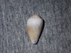 Conus nanus