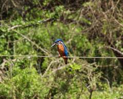 Alcedo atthis taprobana