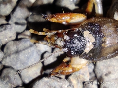 Gryllotalpidae