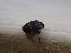 Anthrenus fuscus
