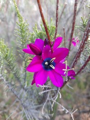 Ixia vinacea