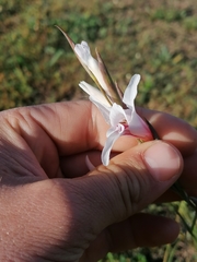 Gladiolus involutus