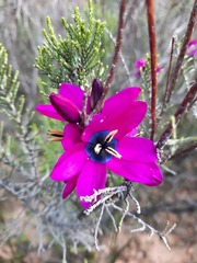 Ixia vinacea