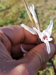 Gladiolus involutus