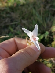 Gladiolus involutus
