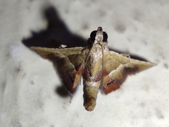 Endotricha repandalis