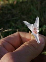 Gladiolus involutus
