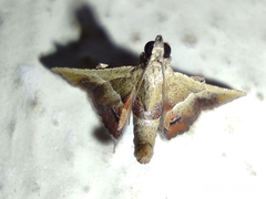 Endotricha repandalis