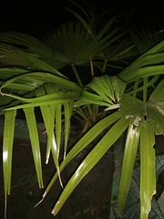 Saribus rotundifolius