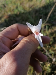 Gladiolus involutus