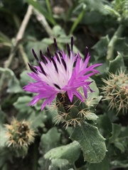 Centaurea sphaerocephala