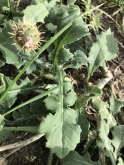 Centaurea sphaerocephala