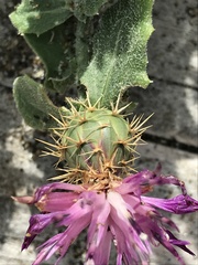 Centaurea sphaerocephala
