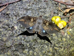 Ischyja ferrifracta