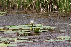 Nymphaea elegans