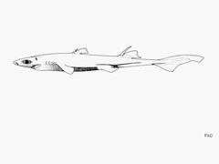 Shorttail Lanternshark photo 2