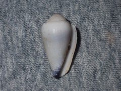 Conus nanus