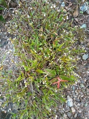 Epidendrum fimbriatum