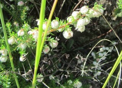 Erica cooperi cooperi