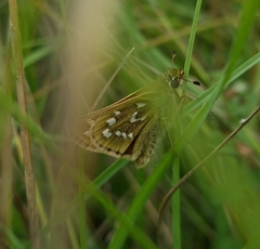 Hesperia comma