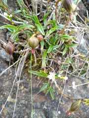 Epidendrum fimbriatum