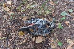 Dendrocopos leucotos