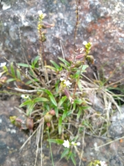 Epidendrum fimbriatum