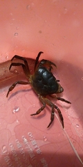Geothelphusa dehaani